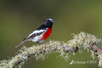 scarlet robin 12992