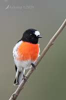 scarlet robin 3611