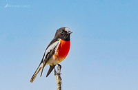 scarlet robin 7350