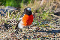 scarlet robin 7369