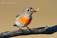 scarlet robin 7372