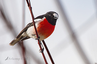 scarlet robin 7443