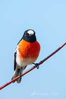 scarlet robin 7449