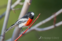 scarlet robin 7453