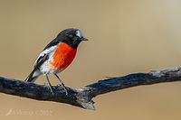 scarlet robin 7455