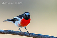 scarlet robin 7468