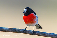 scarlet robin 7471