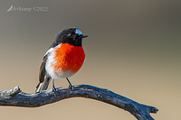 scarlet robin 7481