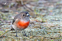 scarlet robin 7621