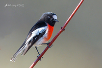 scarlet robin 7643