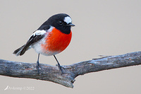 scarlet robin 7651