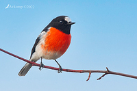 scarlet robin 7662