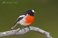 scarlet robin 7681