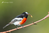 scarlet robin 7712