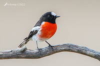 scarlet robin 7739