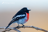 scarlet robin 7766