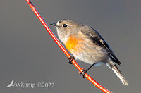 scarlet robin 7771