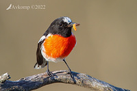 scarlet robin 7776