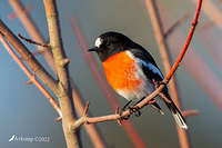 scarlet robin 7778