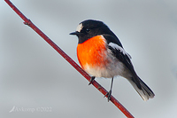 scarlet robin 7783