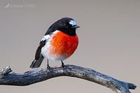 scarlet robin 7785