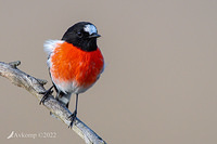 scarlet robin 7786