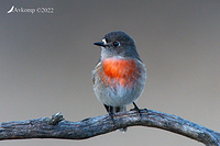 scarlet robin 8244