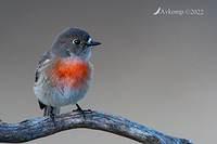 scarlet robin 8246