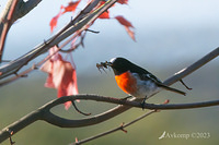 scarlet robin 9645