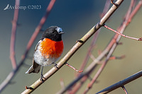 scarlet robin 9646