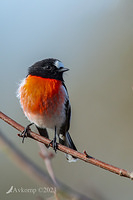 scarlet robin 9709