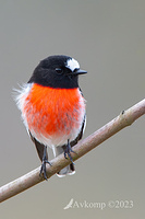 scarlet robin 9784