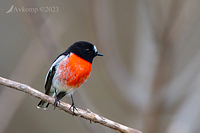 scarlet robin 9790