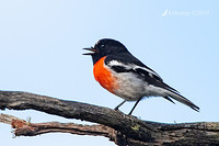 scarlet robin r0954