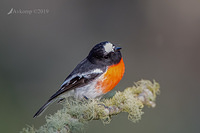 scarlet robin r0958