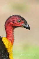 scrub turkey 8141