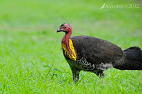 scrub turkey3622