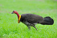 scrub turkey3624