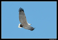 sea eagle 0743