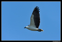 sea eagle 0754