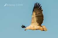 sea eagle 10385