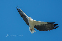 sea eagle 13224