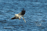 sea eagle 3865