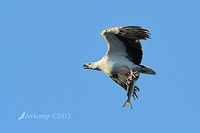 sea eagle 3915