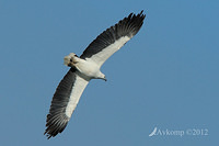 sea eagle 3966