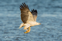 sea eagle 4519