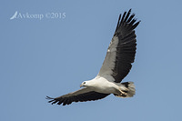 sea eagle 4966