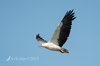 sea eagle 4998