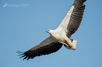 sea eagle 5067