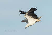 sea eagle 5977